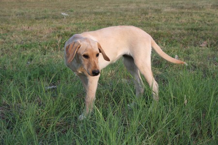 lab puppies for sale in south dakota lab puppies black lab puppy for sale rachael edwards lab puppies for sale in south dakota lab puppies black lab puppy for sale rachael edwards