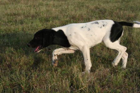 spotted breeds black and white spotted breeds spotted breeds black and white spotted breeds