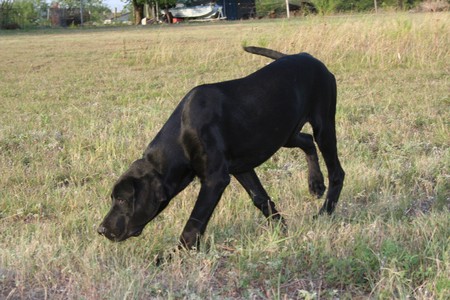 lab puppies for sale in south dakota hybrid retriever for sale in south dakota breeds picture lab puppies for sale in south dakota hybrid retriever for sale in south dakota breeds picture