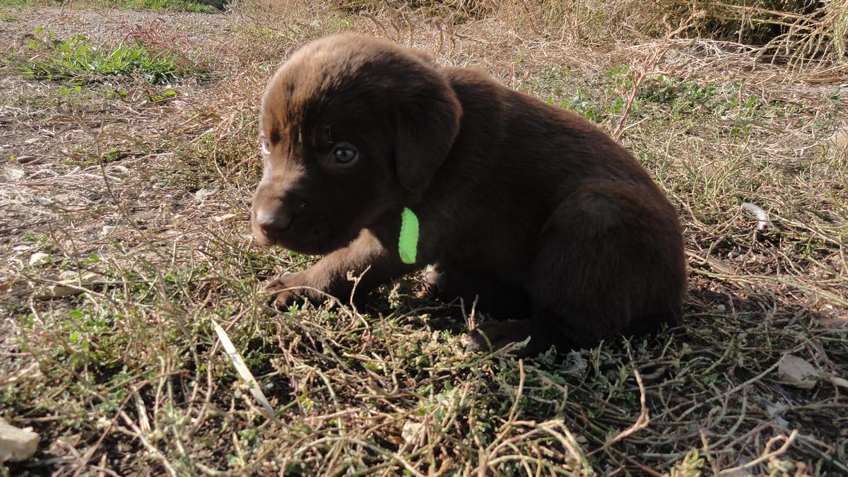 Chocolate lab pointer puppies