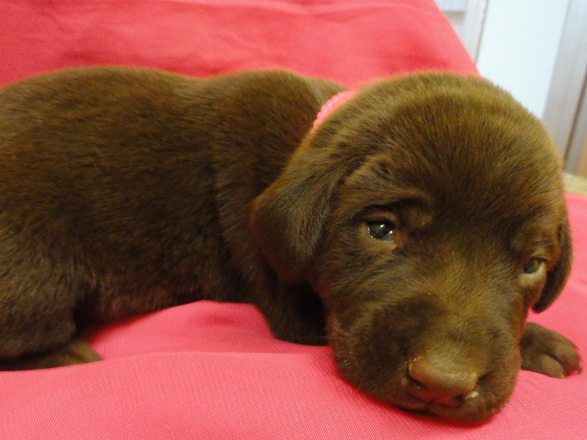 Chocolate Labrador Gun Dogs for sale Pointing Labs