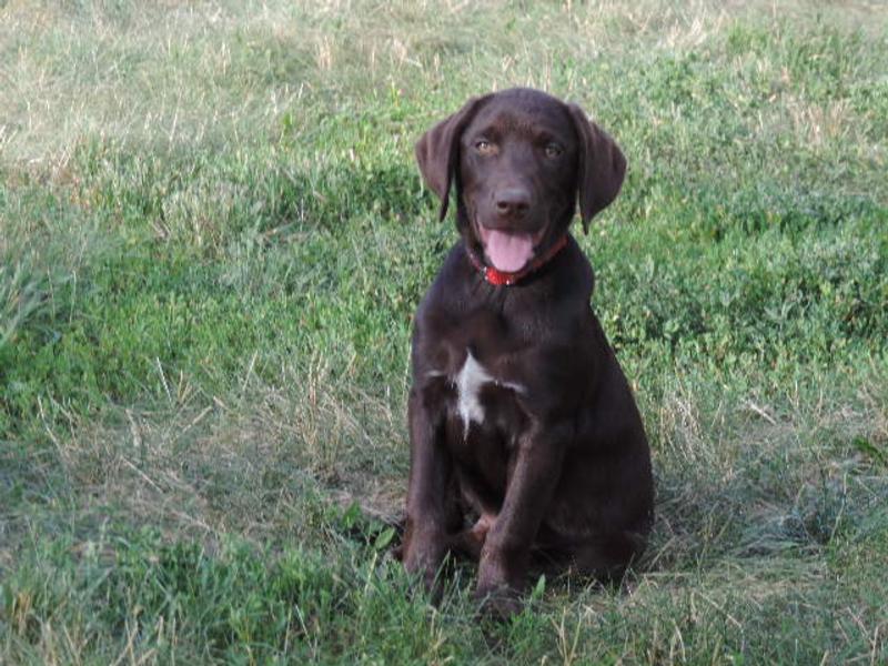 Pointing Lab Hybrid Retriever Puppies Gun Dogs