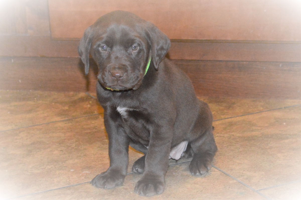 Chocolate Female Labrador puppy for sale hybrid cross