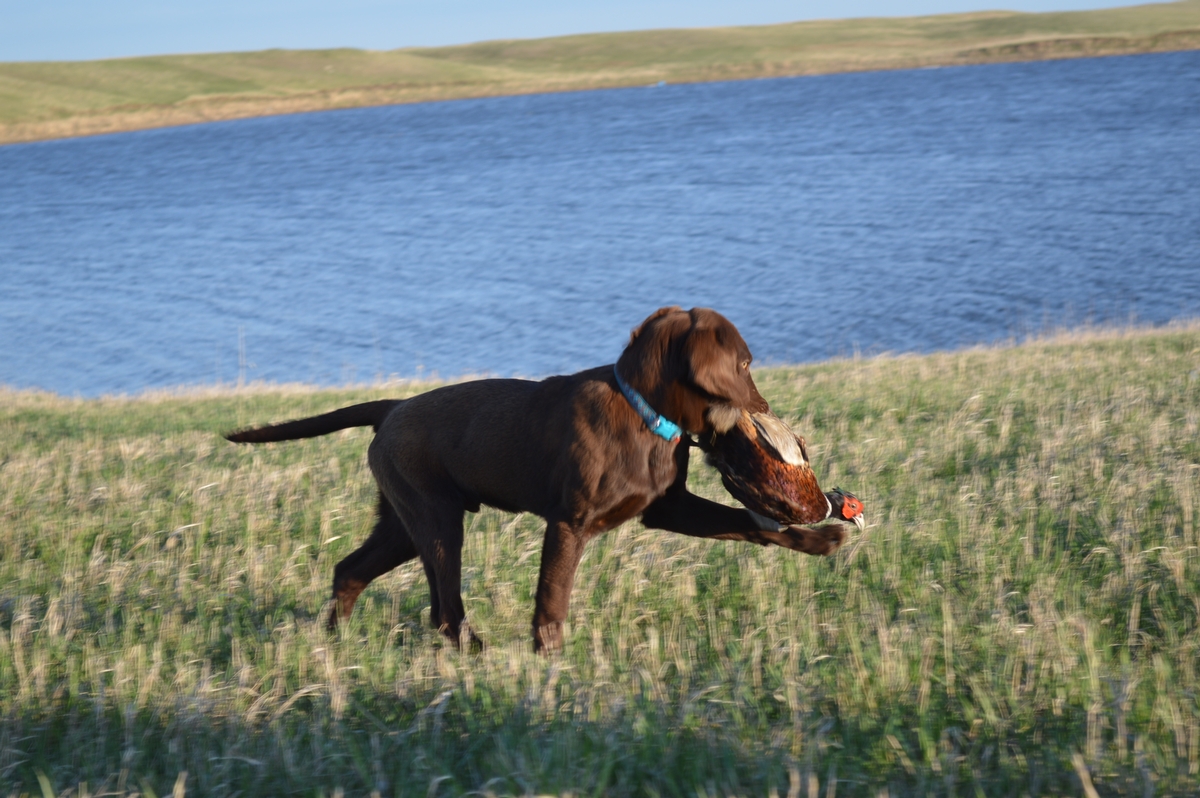 Chocolate lab Pointer puppies for sale