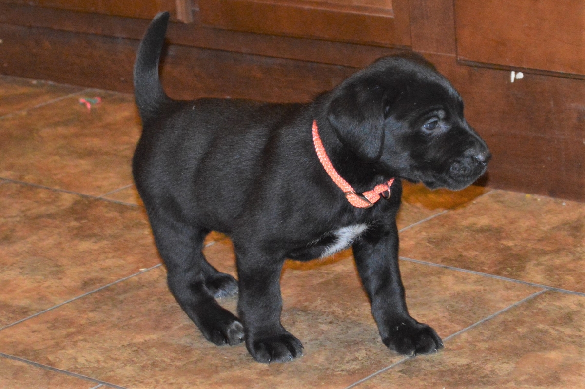 Started Dogs for sale at Hybrid Retrievers