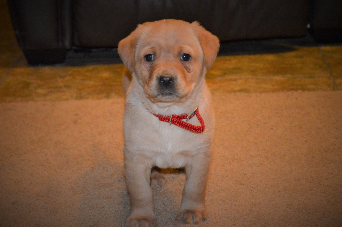 Yellow Labrador puppies for sale