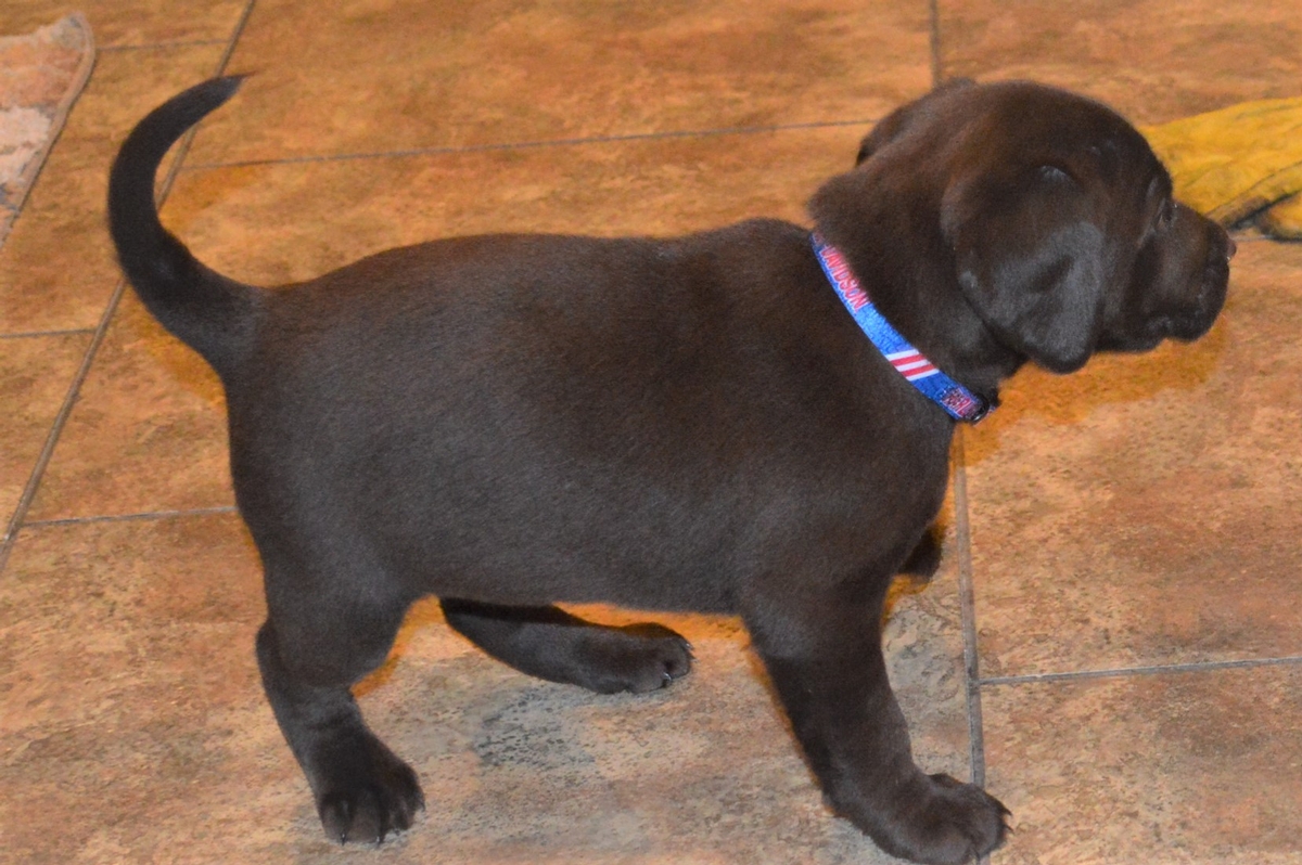 LabGSP Mix