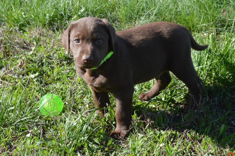 Chocolate lab pointer puppies