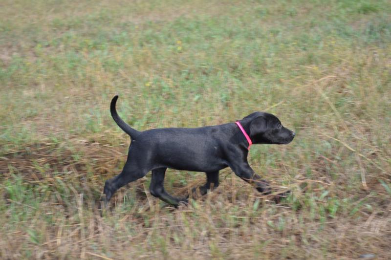 Black Labrador Pointers for sale
