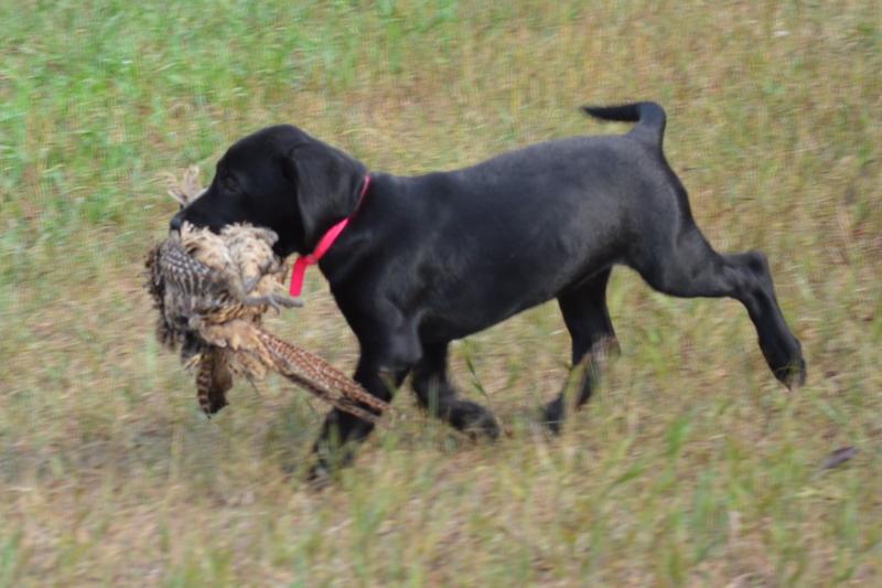 Black Labrador Pointers for sale