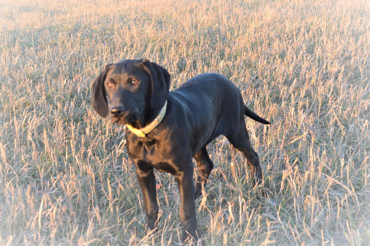 Black Labrador hunting dog puppies for sale