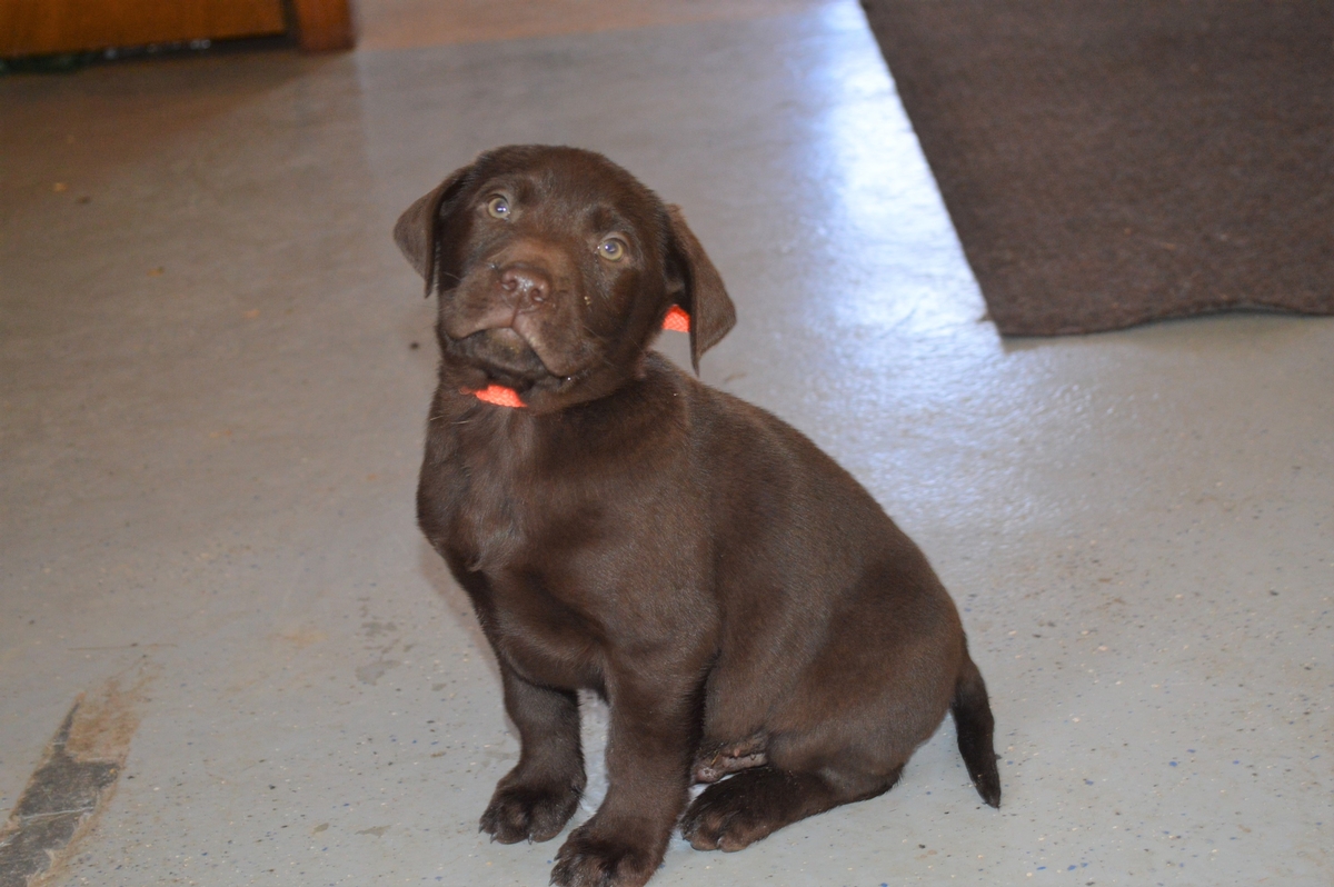 Chocolate lab Pointer puppies for sale