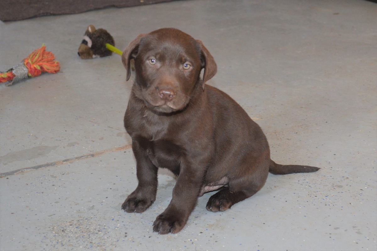Chocolate lab Pointer puppies for sale