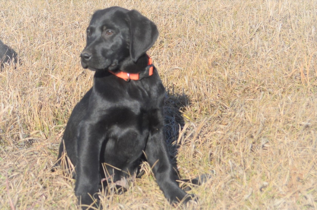 Started Dogs for sale at Hybrid Retrievers