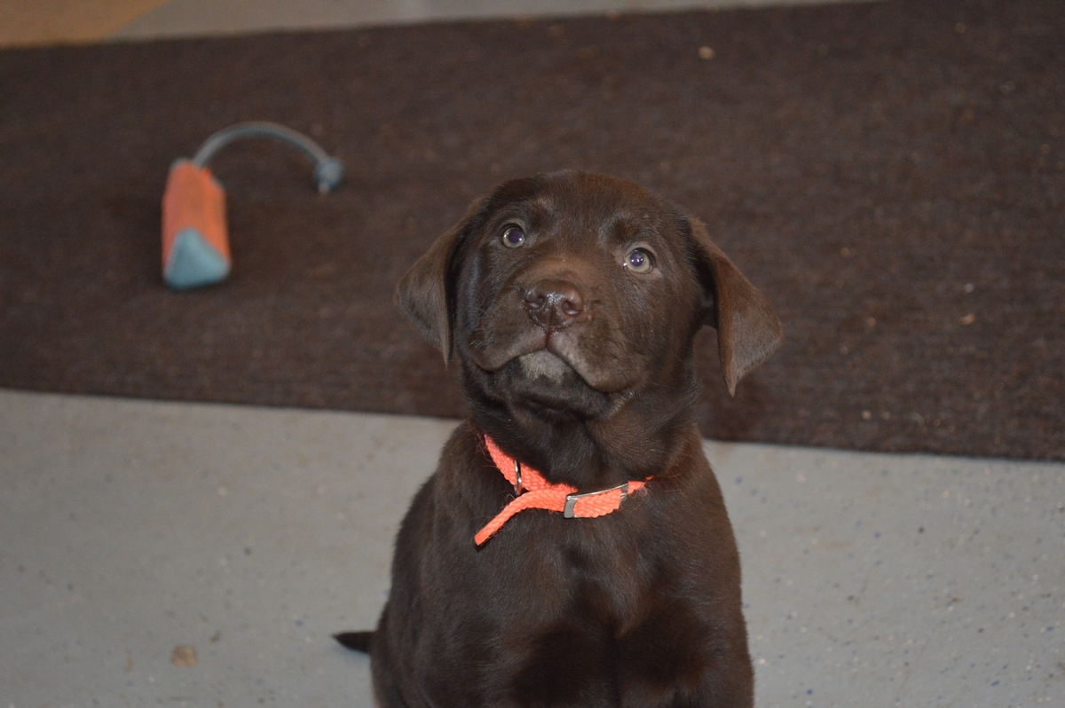 Chocolate lab Pointer puppies for sale