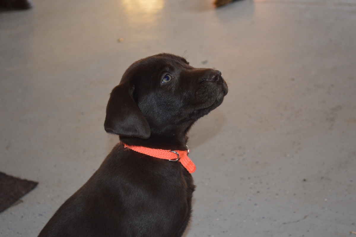 Chocolate lab Pointer puppies for sale