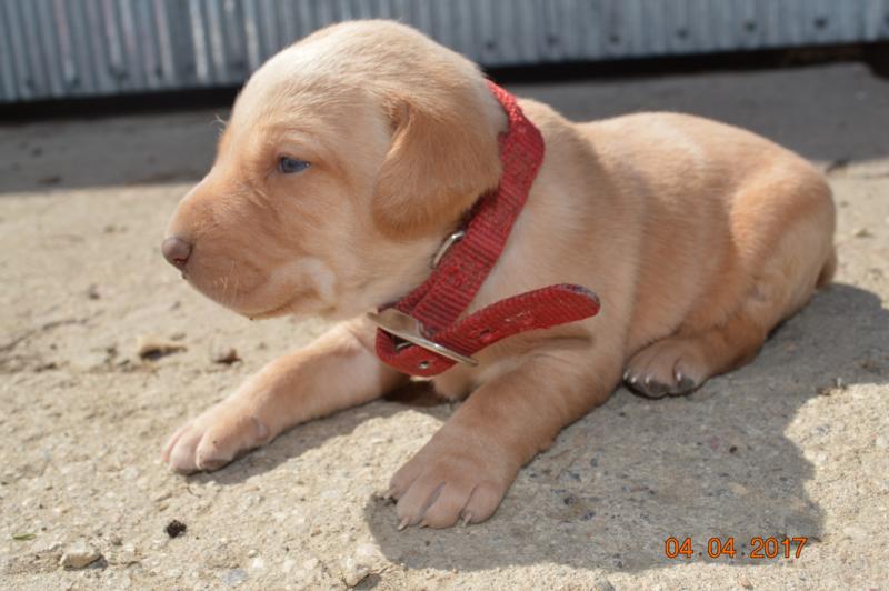 red Labrador hunting dog puppies for sale