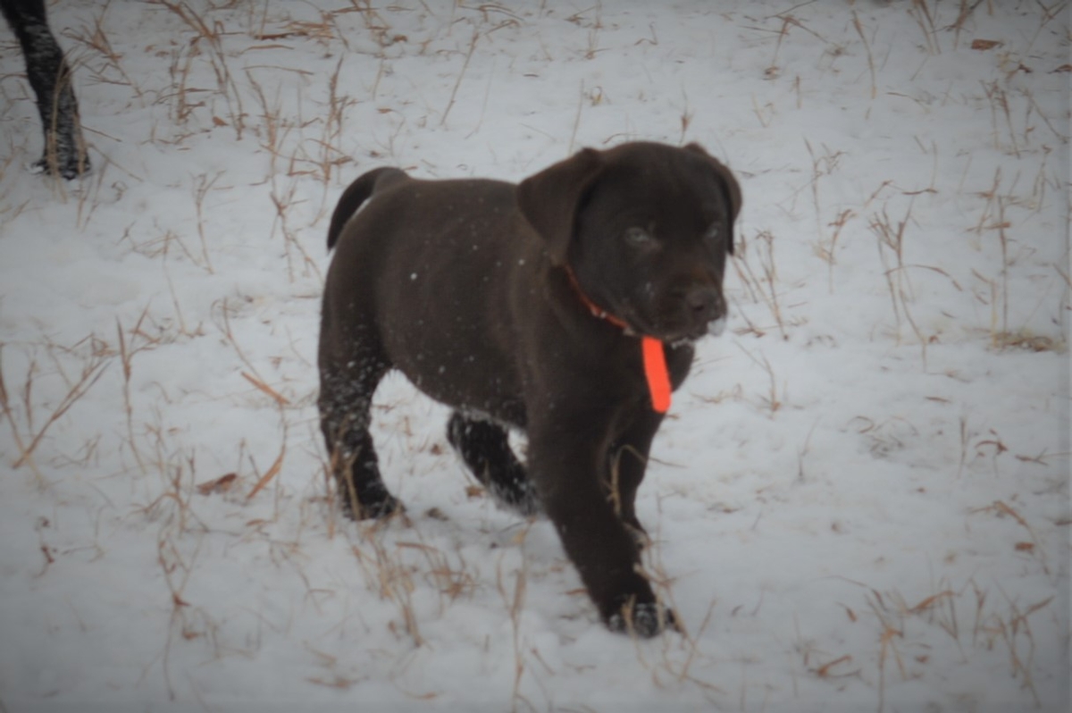 Chocolate lab Pointer puppies for sale
