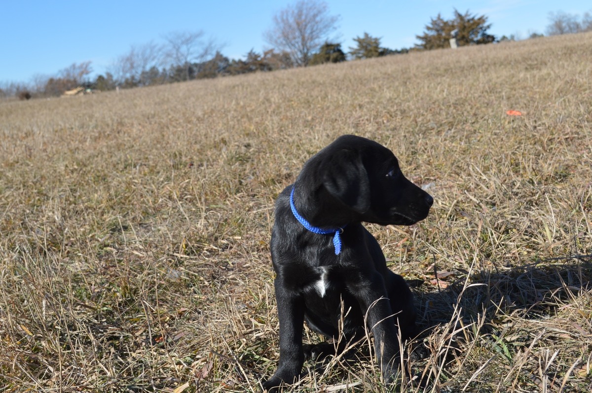 Black Labrador Pointing Hunting Dogs