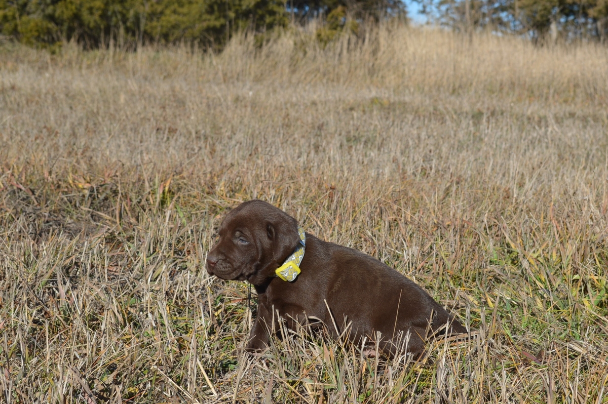 Chocolate lab Pointer puppies for sale