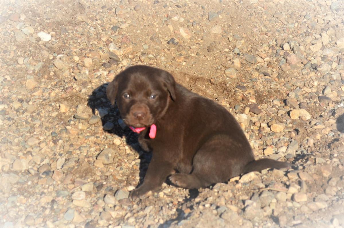 Chocolate lab pointer puppies