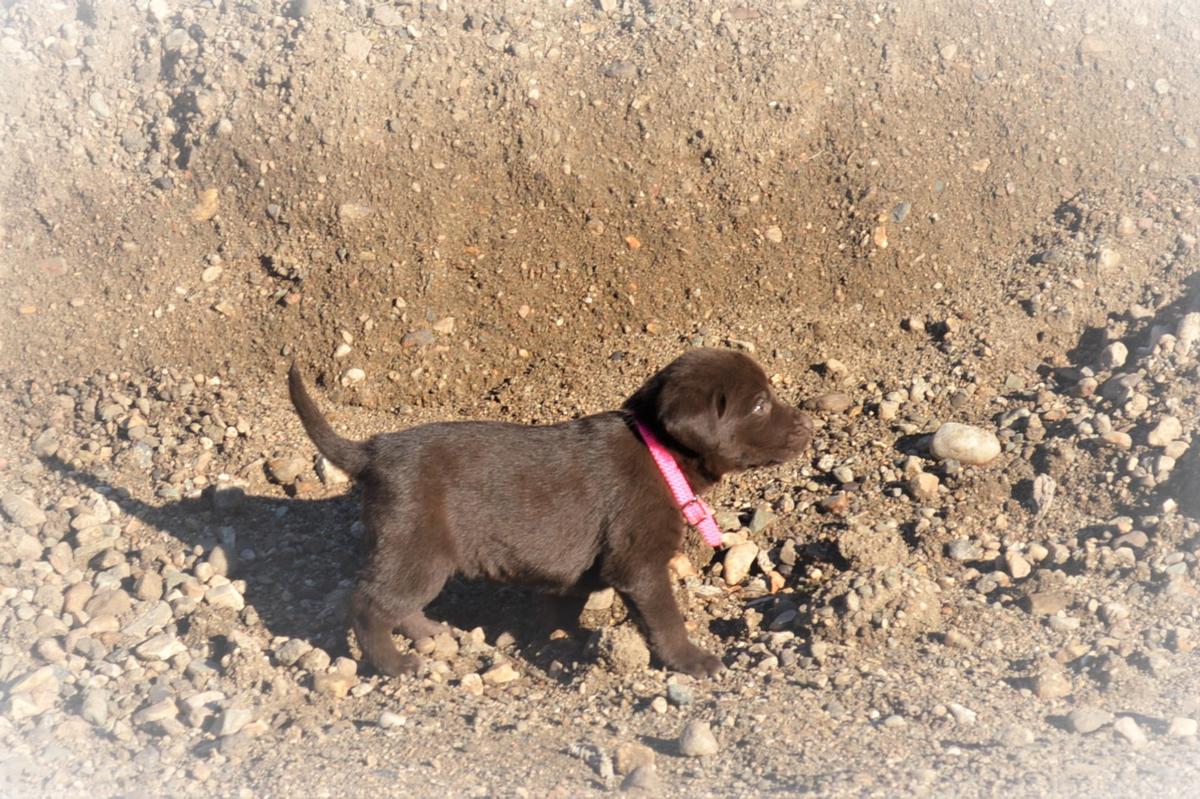Chocolate lab pointer puppies