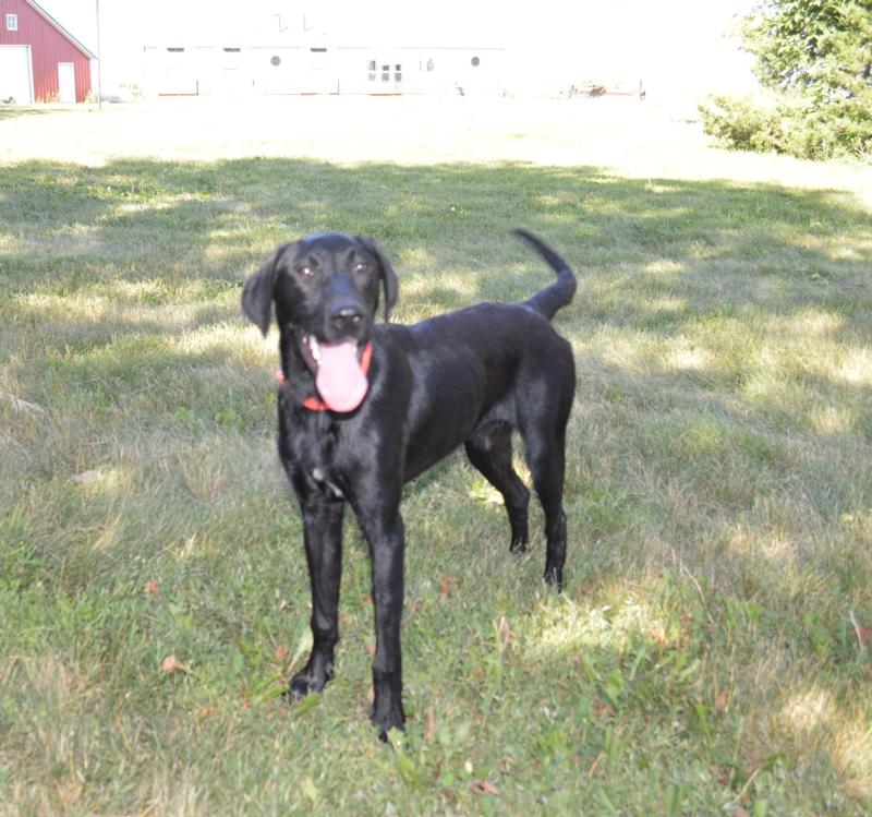 Hunting dogs for sale