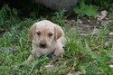 #4 Yellow Female -SOLD-