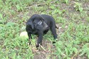 Lab Shorthair Cross Retriever for sale hunting pheasant in south dakota