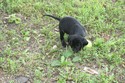 Black labrador hunting in SD for sale at pheasant city