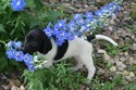 Hybrid Pheasant Hunting Retriever Puppy For Sale Lab Shorthair Cross Hunting Pheasant City Lodge German Shorthair Lab
