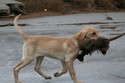 Fox Tail Red Yellow Labrador Hunting Dog Female Pup For Sale in SD