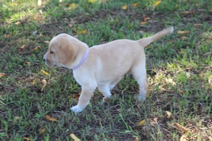 Brown Spotted Male Lab Cross Hunting Dog for Sale in South Dakota