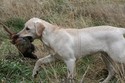 Yellow Female Lab for Sale in South Dakota at Pheasant City Lodge