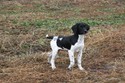 Black and White Spotted Shorthair Lab CrossHunting Dog For Sale in South Dakota