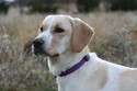 Yellow Lab Cross Started Dog ready for pheasant hunting For Sale in South Dakota