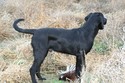 Black Lab Cross Hunting Retriever from Pheasant City Lodge in South Dakota