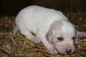 Labador Hybrid Retriever soon to be Pheasant Hunting in South Dakota