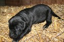 Labador Shorthair Hybrid Cross Puppy Pheasant Hunting at Pheasant City SD