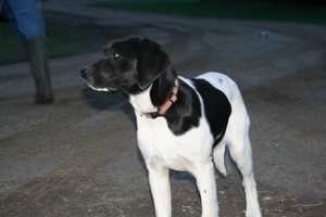Hybrid Labador Retriever Cross For Sale in South Dakota at Pheasant City