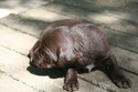 Lab Shorthair Cross Puppy for sale in South Dakota