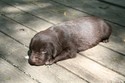 Hybrid Retriever for sale in South Dakota