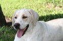 Lab Cross Retriever future South Dakota Pheasant Hunting at Pheasant City