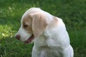 Labador Hybrid Retriever soon to be Pheasant Hunting in South Dakota