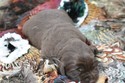 Chocolate hybrid Lab Shorthair Cross Pheasant hunting in South Dakota
