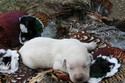 Lab Cross Retriever future South Dakota Pheasant Hunting at Pheasant City 
