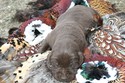 Chocolate hybrid Lab Shorthair Cross Pheasant hunting in South Dakota