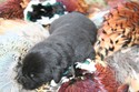 Black Lab Cross Hunting Retriever from Pheasant City Lodge in South Dakota