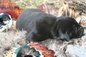 Black  Hybrid Lab Retriever Cross Pheasant Hunting in SD