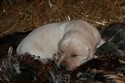 Yellow Labador Cross Retriever Pheasant Hunting in SD